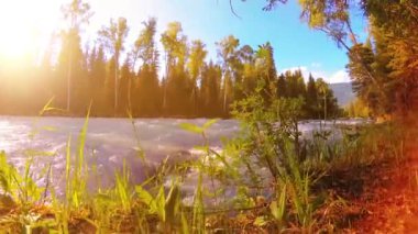 4K UHD dağlık nehir kıyısındaki çayırlarda yeşil çimenler, çam ağaçları ve güneş ışınları. Sonbahar ya da yaz havası. Motorlu kaydırma dolly üzerinde yumuşak hareket.
