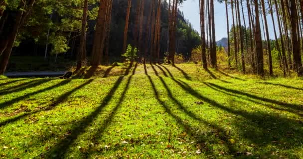 Dağ Yeşili Çam Ağacı Ormanı Yaz Sonbaharda Zaman Aşımına Uğrar — Stok video