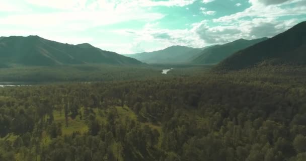 Vista Aérea Bajo Vuelo Sobre Paisaje Pinos Siempreverdes Con Bosque — Vídeo de stock