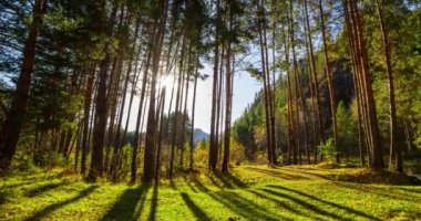 Dağ Yeşili Çam Ağacı Ormanı yaz ve sonbaharda zaman aşımına uğrar. Vahşi doğa, berrak su ve kırsal vadi. Güneş ışınları, küçük dere ve sarı otlar. Motorlu doli kaydırma hareketi