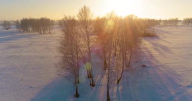 Arktik çayırlı soğuk kış manzarası, karla kaplı ağaçlar ve ufukta sabah güneşleri. Aşırı hava.
