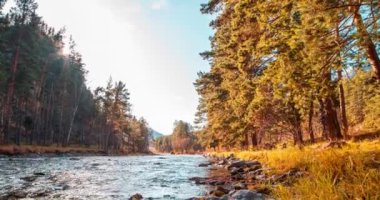 4K dağ nehri zaman dilimi yaz ya da sonbahar zamanı. Vahşi doğa, berrak su ve her zaman yeşil olan kırsal vadi. Güneş ışınları, küçük dere ve sarı otlar. Motorlu doli kaydırma hareketi