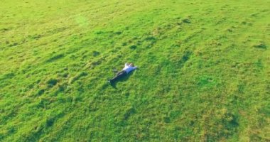 Havadan bakış açısı. Sarı kırsal alanda yeşil çimlerin üzerinde dizüstü bilgisayarı olan bir adam etrafında alçak yörüngeden uçuyordu. Sıradan giyinmiş. Güneş ışınları. Radikal hareket.