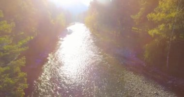 4K hava bakış açısı. Güneşli yaz sabahında, taze, hızlı dağ nehri üzerinde kayalıklarla alçak irtifa uçuşu. Yeşil çam ağaçları ve güneş ışınları. Saf soğuk su akıntısı.