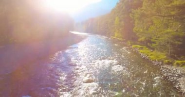 4K hava bakış açısı. Güneşli yaz sabahında, taze, hızlı dağ nehri üzerinde kayalıklarla alçak irtifa uçuşu. Yeşil çam ağaçları ve güneş ışınları. Saf soğuk su akıntısı.