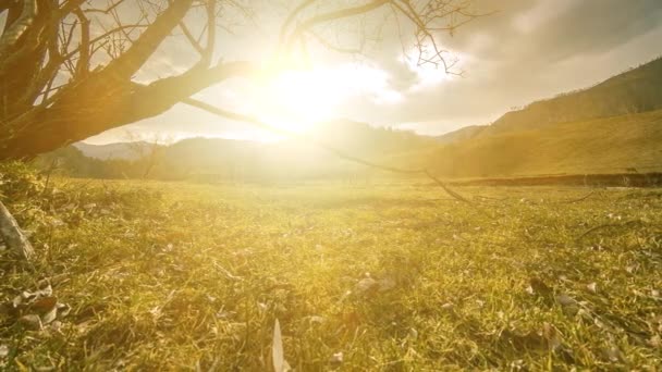 Uhd 감소로 나무와 구름과 광선이 지대의 노란색 온난화 그리고 생태학적 — 비디오
