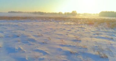 Arktik çayırlı soğuk kış manzarası, karla kaplı ağaçlar ve ufukta sabah güneşleri. Aşırı hava.