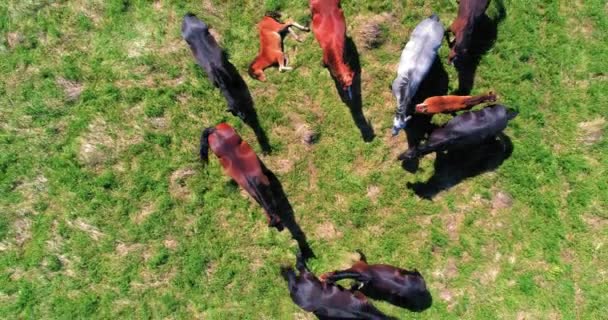 牧草地で野生の滞在馬の群れの上に空中Uhd 4Kフライト 野生の夏の山の自然を飛び越える 日当たりの良い田舎の緑の芝生の農場で美しい動物 自由生態学の概念 — ストック動画