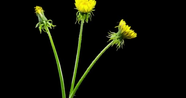 Maskros Tidsförskjutning Öppnar Närbild Makro Skott Blommor Grupp Blommar Naturens Stockvideo