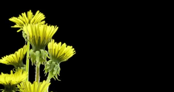 Maskros Tidsförskjutning Öppnar Närbild Makro Skott Blommor Grupp Blommar Naturens — Stockvideo