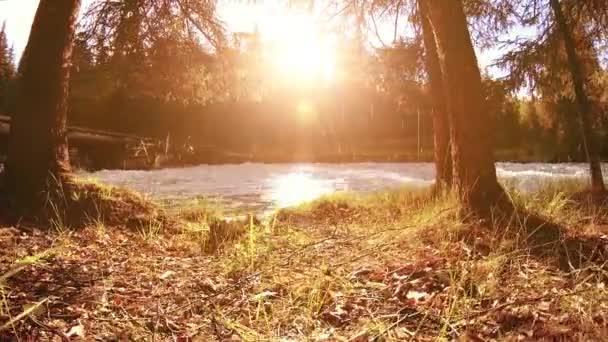 緑の芝生 松の木や太陽の光と山の川の銀行の風景で農村部の牧草地の4K Uhd 秋か夏の天気 電動スライダー上の滑らかな動きドリー ロイヤリティフリーストック映像