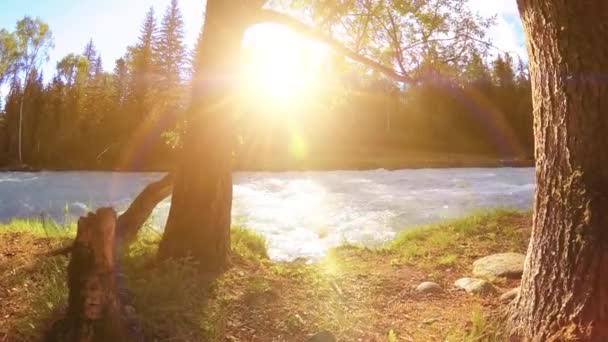 緑の芝生 松の木や太陽の光と山の川の銀行の風景で農村部の牧草地の4K Uhd 秋か夏の天気 電動スライダー上の滑らかな動きドリー ロイヤリティフリーストック映像