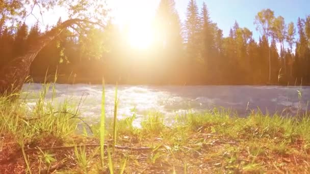 緑の芝生 松の木や太陽の光と山の川の銀行の風景で農村部の牧草地の4K Uhd 秋か夏の天気 電動スライダー上の滑らかな動きドリー 動画クリップ