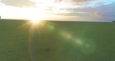 4K UHD hava görüntüsü. Güneşli yaz akşamlarında sonsuz yeşil tarlaları olan kırsal arazinin üzerinde alçak uçuş. Ufuktaki güneş ışınları. Hızlı yatay hareket. Sonbaharda tarım arazisi.