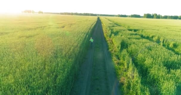Aerial View Young Boy Rides Bicycle Thru Wheat Grass Field Stock Footage