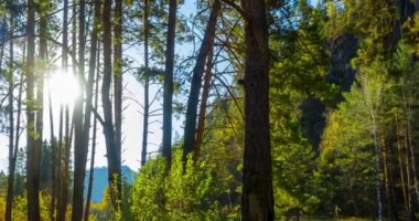 4k dağı, çam ağacı ormanı yaz ya da sonbahar zamanında zaman kavramına dönüşür. Vahşi doğa, berrak su ve kırsal vadi. Güneş ışınları, küçük dere, nehir ve sarı otlar. Motorlu doli kaydırma hareketi