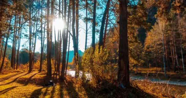 Гора Вечнозеленый Сосновый Лес Timelapse Летнее Осеннее Время Дикая Природа Стоковое Видео