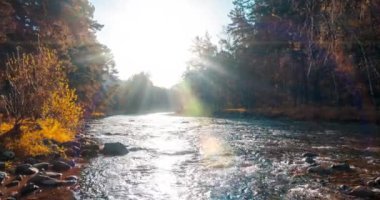 4K UHD dağ nehri zaman dilimi yaz ya da sonbahar saatlerinde. Vahşi doğa, berrak su ve her zaman yeşil olan kırsal vadi. Güneş ışınları, küçük dere ve sarı otlar. Motorlu doli kaydırma hareketi