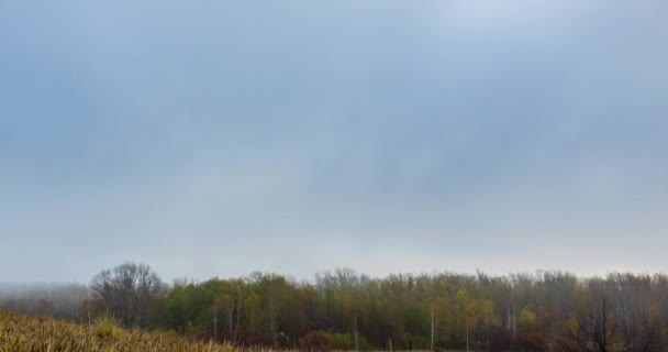 秋の日の出時に4Kの山の牧草地のタイムラプス 野生の自然と農村部の黄色の芝生のフィールド 濃い朝の霧 太陽の光と木 電動ドリルスライダー ロイヤリティフリーのストック動画