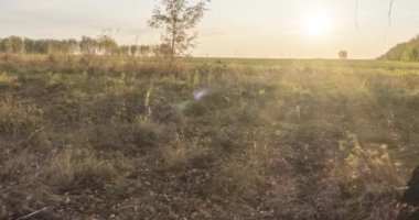 4K UHD düz çayır zamanı yaz veya sonbahar günbatımında. Vahşi Rus doğası ve kırsal alan. Güneş ışınları, ağaçlar, yeşil çimen hareketleri. Motorlu doli kaydırıcı