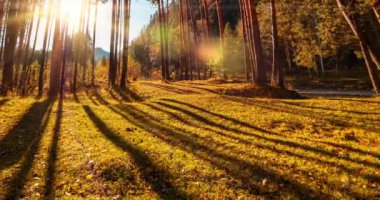 Dağ Yeşili Çam Ağacı Ormanı yaz ve sonbaharda zaman aşımına uğrar. Vahşi doğa, berrak su ve kırsal vadi. Güneş ışınları, küçük dere ve sarı otlar. Motorlu doli kaydırma hareketi