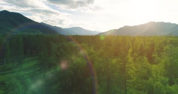 Aerial View Low Flight Evergreen Pine Tree Landscape Endless Mountain Stock Footage