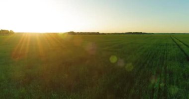 Hava görüntüsü. Yaz mevsiminde, sonsuz sarı manzaralı kırsal arazinin üzerinde alçak irtifa uçuşu. Ufuktaki güneş ışınları. Hızlı yatay hareket. Sonbaharda tarım arazisi.
