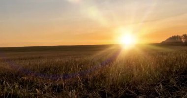 Sonbahar günbatımında 4K düz çayır zamanı. Vahşi doğa ve kırsal çimler. Güneş ışınları ve sarı çimenler. Motorlu doli kaydırma ve panorama hareketi