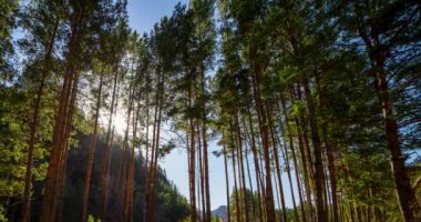Dağ Yeşili Çam Ağacı Ormanı yaz ve sonbaharda zaman aşımına uğrar. Vahşi doğa, berrak su ve kırsal vadi. Güneş ışınları, küçük dere ve sarı otlar. Motorlu doli kaydırma hareketi