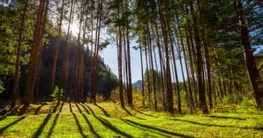 Dağ Yeşili Çam Ağacı Ormanı yaz ve sonbaharda zaman aşımına uğrar. Vahşi doğa, berrak su ve kırsal vadi. Güneş ışınları, küçük dere ve sarı otlar. Motorlu doli kaydırma hareketi