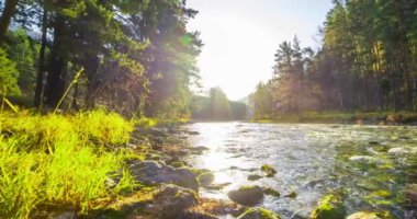 4K dağ nehri zaman dilimi yaz ya da sonbahar zamanı. Vahşi doğa, berrak su ve her zaman yeşil olan kırsal vadi. Güneş ışınları, küçük dere ve sarı otlar. Motorlu doli kaydırma hareketi