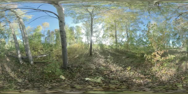 360 Green Yellow Forest Flat Field Full Young Birches Trees Video Clip