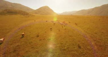 4K hava bakış açısı. Güneşli yaz sabahında, taze, hızlı dağ nehri üzerinde kayalıklarla alçak irtifa uçuşu. Yeşil çam ağaçları ve güneş ışınları. Saf soğuk su akıntısı.