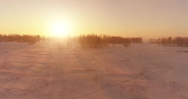 Aerial Drone View Cold Winter Landscape Arctic Field Trees Covered Stock Video