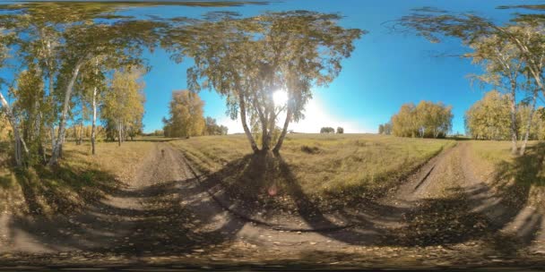 360 Green Yellow Forest Flat Field Full Young Birches Trees Video Clip