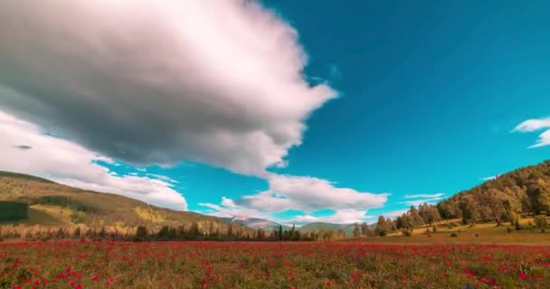 山の牧草地の時間は 夏や秋の時間での経過 野生の自然と農村のフィールド 雲の動き 緑の草や太陽の光線 電動パノラマ — ストック動画