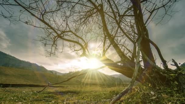 Uhd Ölüm Ağacı Kuraklık Felaketi Dağlık Arazide Bulutlu Güneş Işınlı — Stok video