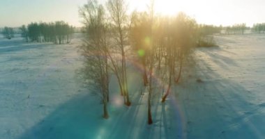 Arktik çayırlı soğuk kış manzarası, karla kaplı ağaçlar ve ufukta sabah güneşleri. Aşırı hava.