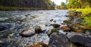 4K dağ nehri zaman dilimi yaz ya da sonbahar zamanı. Vahşi doğa, berrak su ve her zaman yeşil olan kırsal vadi. Güneş ışınları, küçük dere ve sarı otlar. Motorlu doli kaydırma hareketi