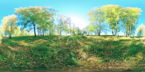 360 Green Yellow Forest Flat Field Full Young Birches Trees Stock Footage