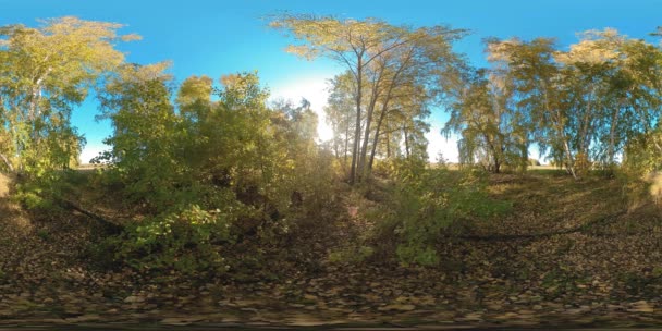 360 Green Yellow Forest Flat Field Full Young Birches Trees Royalty Free Stock Video