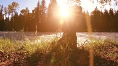 4K UHD dağlık nehir kıyısındaki çayırlarda yeşil çimenler, çam ağaçları ve güneş ışınları. Sonbahar ya da yaz havası. Motorlu kaydırma dolly üzerinde yumuşak hareket.