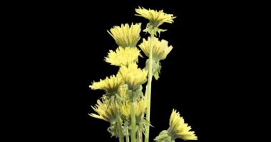 Karahindibanın zaman aşımına uğraması yakın görüş sağlıyor. Çiçek grubunun çiçek açtığı makro çekim. Doğanın bahar sahnesi. Yavaş çekim dönüşü. Siyah üzerine izole krom anahtar.