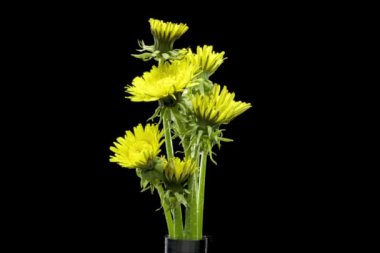 Karahindibanın zaman aşımına uğraması yakın görüş sağlıyor. Çiçek grubunun çiçek açtığı makro çekim. Doğanın bahar sahnesi. Yavaş çekim dönüşü. Siyah üzerine izole krom anahtar.