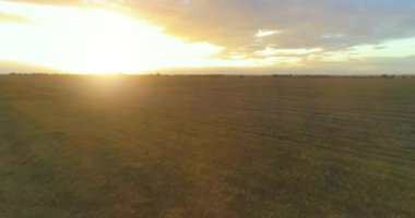 Hava görüntüsü. Güneşli yaz akşamlarında sonsuz sarı tarlaları olan yaz manzarasının üzerinde alçak uçuş. Ufukta yeşil ağaçlar ve güneş ışınları var. Hızlı yatay hareket. Sonbaharda tarım arazisi