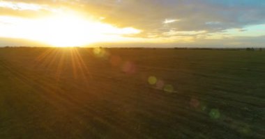 Hava görüntüsü. Güneşli yaz akşamlarında sonsuz sarı tarlaları olan yaz manzarasının üzerinde alçak uçuş. Ufukta yeşil ağaçlar ve güneş ışınları var. Hızlı yatay hareket. Sonbaharda tarım arazisi
