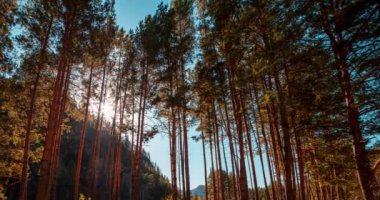 Dağ Yeşili Çam Ağacı Ormanı yaz ve sonbaharda zaman aşımına uğrar. Vahşi doğa, berrak su ve kırsal vadi. Güneş ışınları, küçük dere ve sarı otlar. Motorlu doli kaydırma hareketi