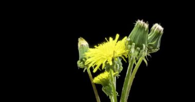 Karahindibanın zaman aşımına uğraması yakın görüş sağlıyor. Çiçek grubunun çiçek açtığı makro çekim. Doğanın bahar sahnesi. Yavaş çekim dönüşü. Siyah üzerine izole krom anahtar.