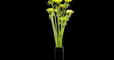 Karahindibanın zaman aşımına uğraması yakın görüş sağlıyor. Çiçek grubunun çiçek açtığı makro çekim. Doğanın bahar sahnesi. Yavaş çekim dönüşü. Siyah üzerine izole krom anahtar.