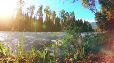 4K UHD dağlık nehir kıyısındaki çayırlarda yeşil çimenler, çam ağaçları ve güneş ışınları. Sonbahar ya da yaz havası. Motorlu kaydırma dolly üzerinde yumuşak hareket.